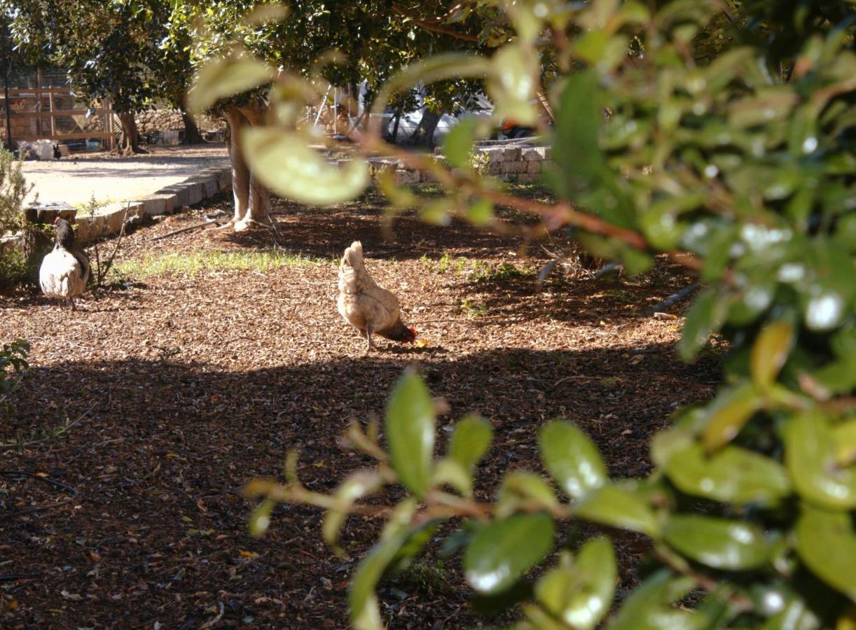 Tenuta Ferraro Gallipoli Dış mekan fotoğraf